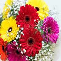 Hybrid Gerbera Multicolor Flower – Plant