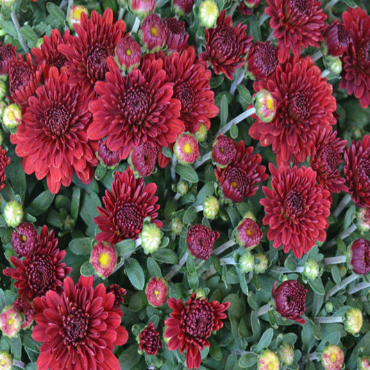 Dark red chrysanthemum flowers in bloom