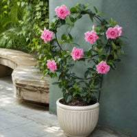 Mandevilla Pink Double - Flowering Climber