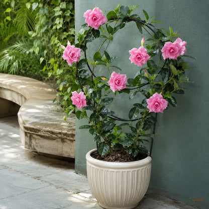 Mandevilla Pink Double - Flowering Climber