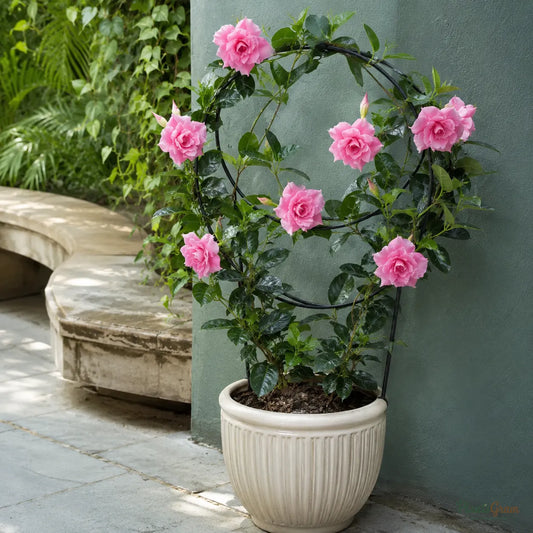 Mandevilla Pink Double - Flowering Climber