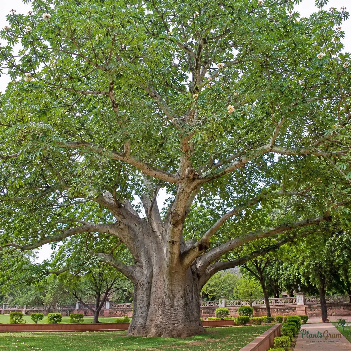 Kalpa Vriksha | Wish Tree - Avenue Tree