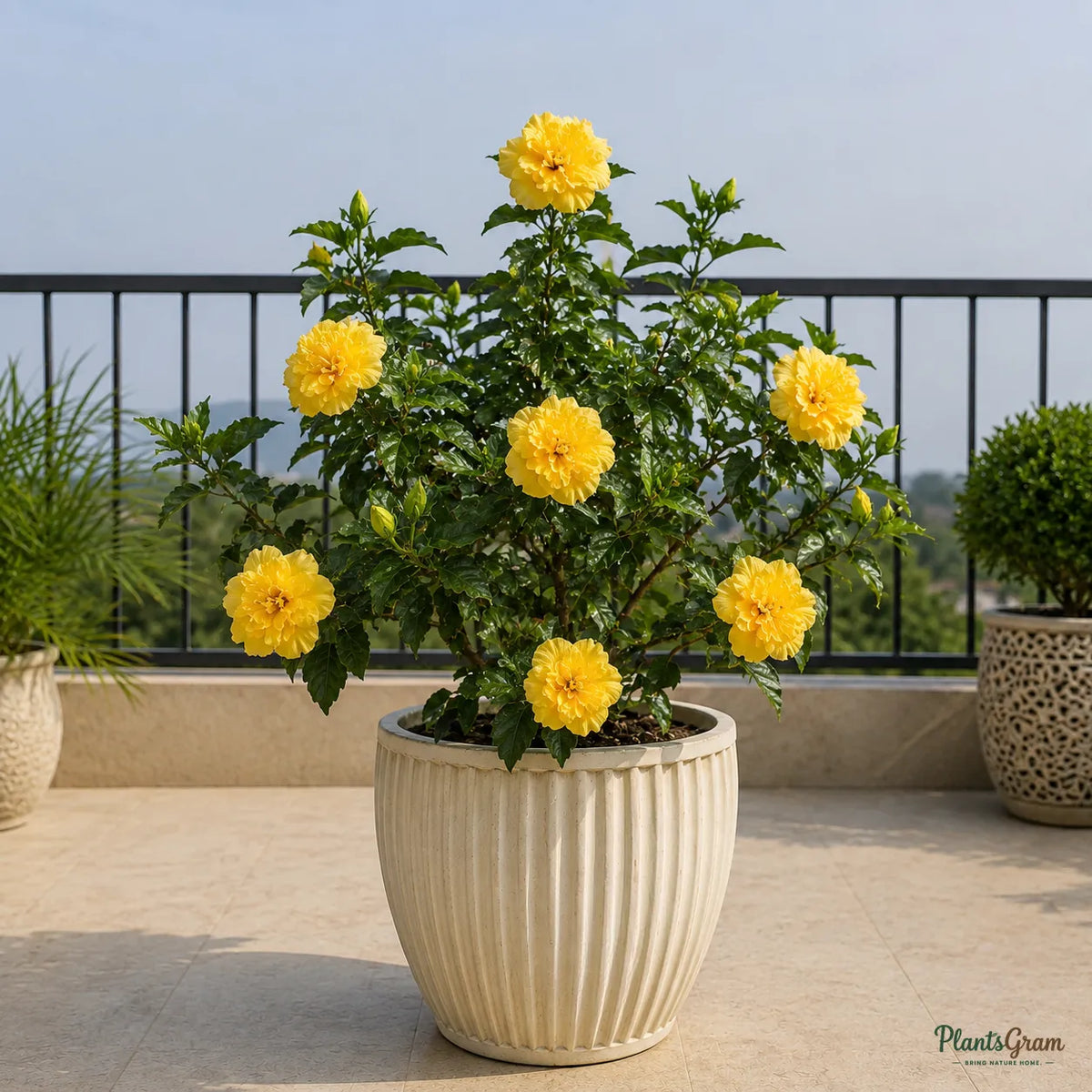 Hibiscus (Yellow Double) - Hibiscus rosa-sinensis