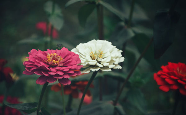 Bagiche me pink aur white zinnia flowers khile hue - mixed flower variety kit ke liye representative photo, Pexels