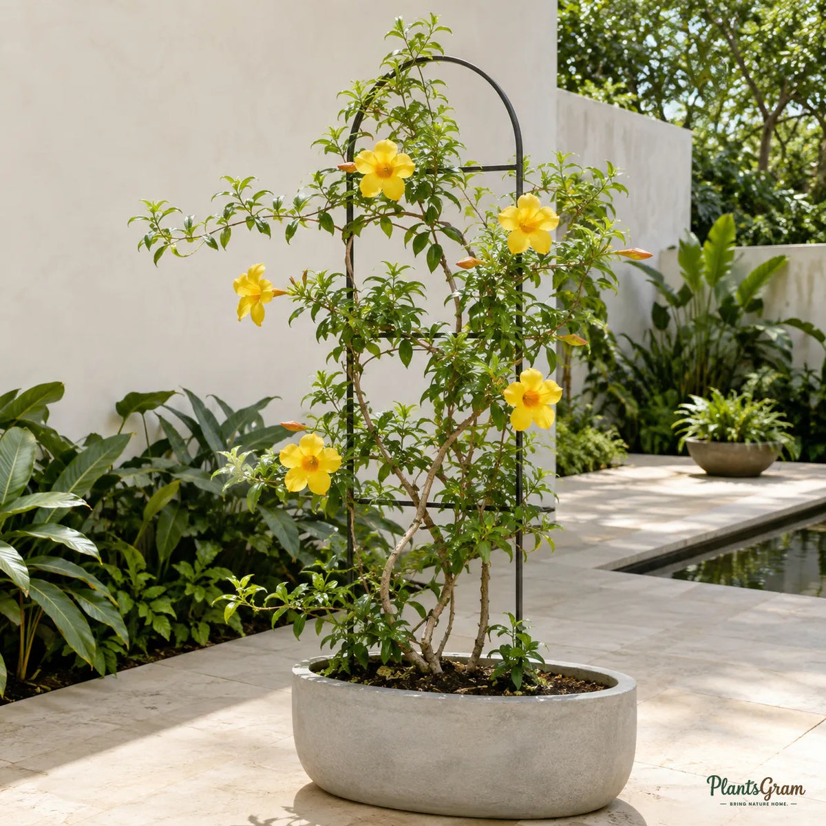 Allamanda Yellow Hybrid (Allamanda cathartica) - Flowering Climber