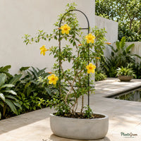 Allamanda Yellow Hybrid (Allamanda cathartica) - Flowering Climber