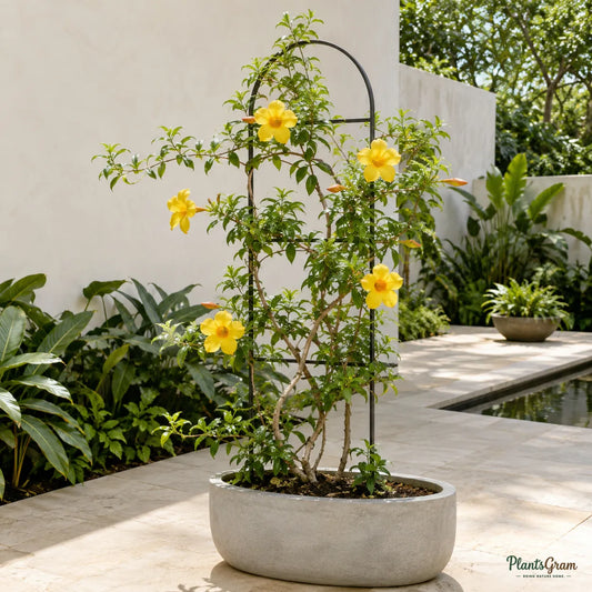 Allamanda Yellow Hybrid (Allamanda cathartica) - Flowering Climber