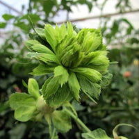 Green Rose (Rosa Chinensis Viridiflora) – Plant