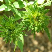 Green Rose (Rosa Chinensis Viridiflora) – Plant