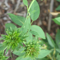 Green Rose (Rosa Chinensis Viridiflora) – Plant