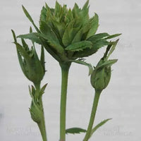 Green Rose (Rosa Chinensis Viridiflora) – Plant