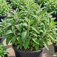 Sage Seeds for Home Herb Gardens – 30–40 Seeds