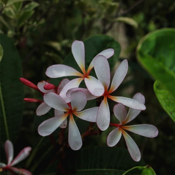 Singapore Dwarf Champa – Plumeria Pink and White Shade