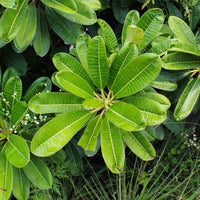 Singapore Dwarf Champa – Plumeria Pink and White Shade