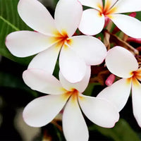 Singapore Dwarf Champa – Plumeria Pink and White Shade