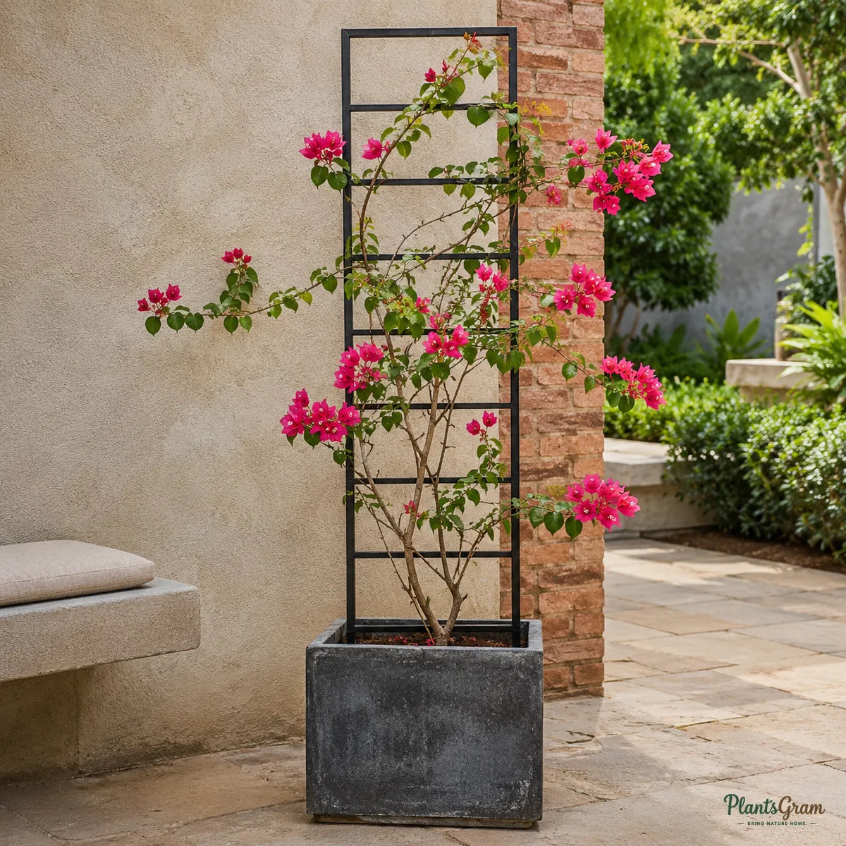 Bougainvillea H. C. Buck (Bougainvillea spectabilis) - Flowering Climber