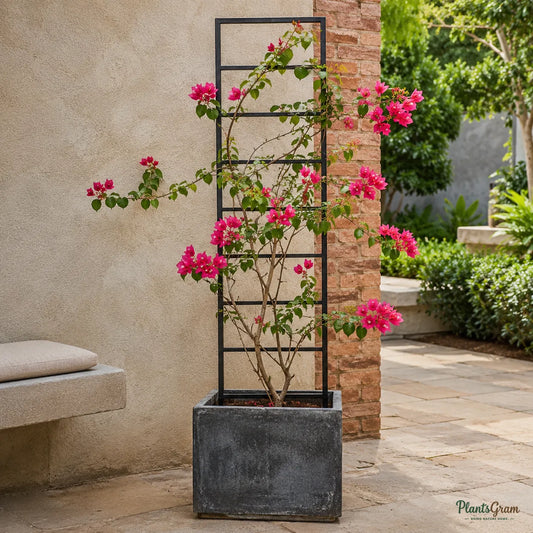 Bougainvillea H. C. Buck (Bougainvillea spectabilis) - Flowering Climber