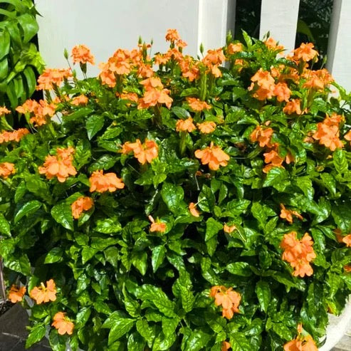 Aboli (Crossandra Infundibuliformis) Firecracker Flower – Plant