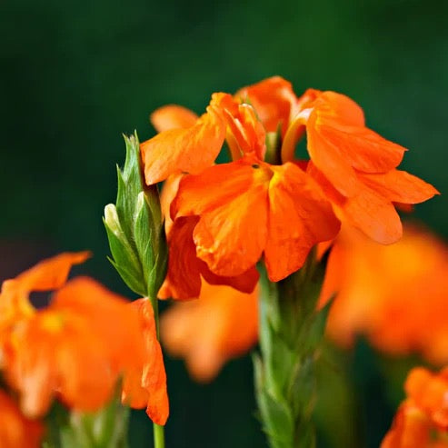 Aboli (Crossandra Infundibuliformis) Firecracker Flower – Plant