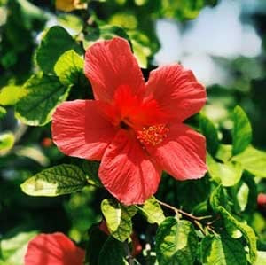 Mini Pink Hibiscus / Small Hibiscus Plant