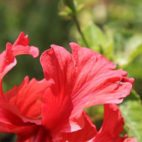 Mini Pink Hibiscus / Small Hibiscus Plant