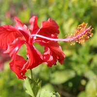 Mini Pink Hibiscus / Small Hibiscus Plant