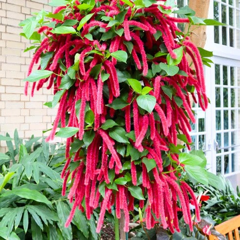 Acalypha Hispida Chenille – Plant