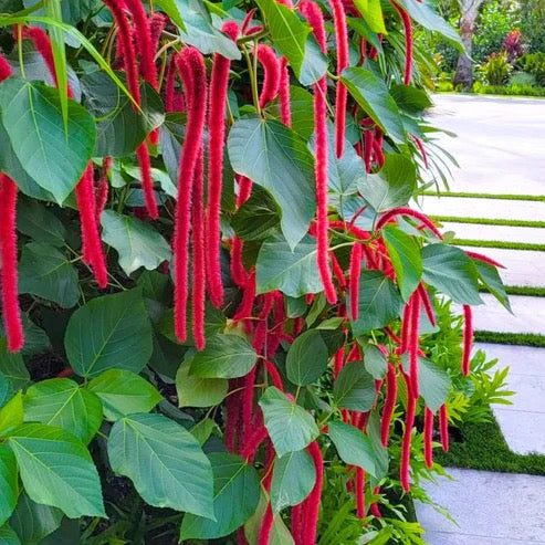 Acalypha Hispida Chenille – Plant