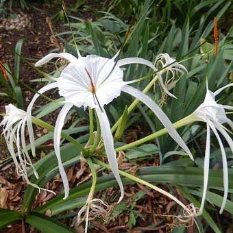 Spider Lily / Sudarashan Lily Plant / Hymenocallis Littoralis / Crinum Lily