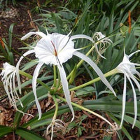 Spider Lily / Sudarashan Lily Plant / Hymenocallis Littoralis / Crinum Lily
