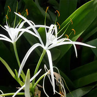 Spider Lily / Sudarashan Lily Plant / Hymenocallis Littoralis / Crinum Lily