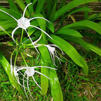 Spider Lily / Sudarashan Lily Plant / Hymenocallis Littoralis / Crinum Lily