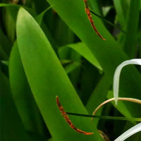 Spider Lily / Sudarashan Lily Plant / Hymenocallis Littoralis / Crinum Lily