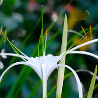 Spider Lily / Sudarashan Lily Plant / Hymenocallis Littoralis / Crinum Lily