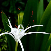 Spider Lily / Sudarashan Lily Plant / Hymenocallis Littoralis / Crinum Lily