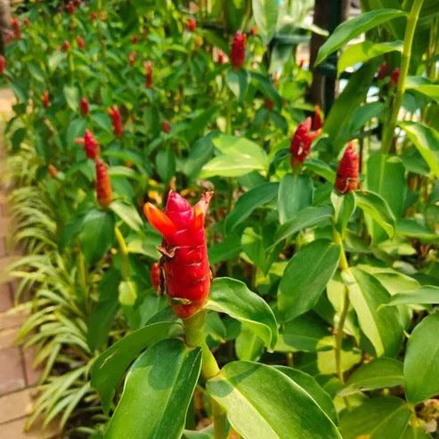 Indian Head Ginger (Costus Spicatus) – Plant