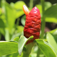 Indian Head Ginger (Costus Spicatus) – Plant