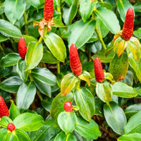 Indian Head Ginger (Costus Spicatus) – Plant