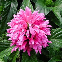 Jacobinia Pink (Justicia Carnea) Brazilian Plume – Plant