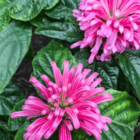 Jacobinia Pink (Justicia Carnea) Brazilian Plume – Plant