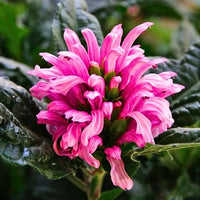 Jacobinia Pink (Justicia Carnea) Brazilian Plume – Plant