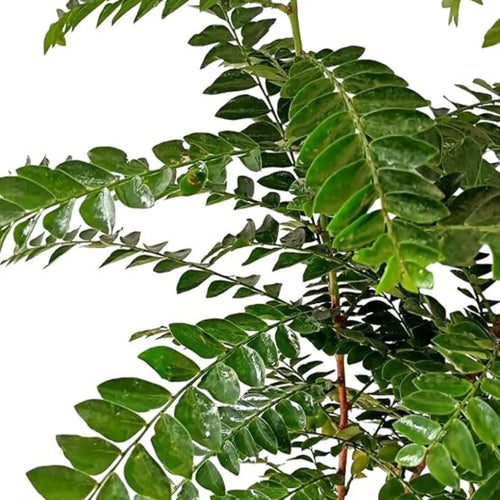 Aamras Green, Flowering Plant