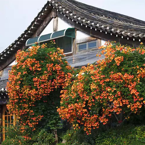 Tecoma Vine I Honey Suckle Plant