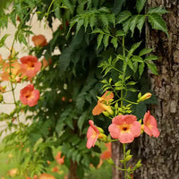 Tecoma Vine I Honey Suckle Plant