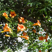 Tecoma Vine I Honey Suckle Plant