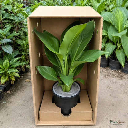 Cannas Dwarf Red - Canna generalis