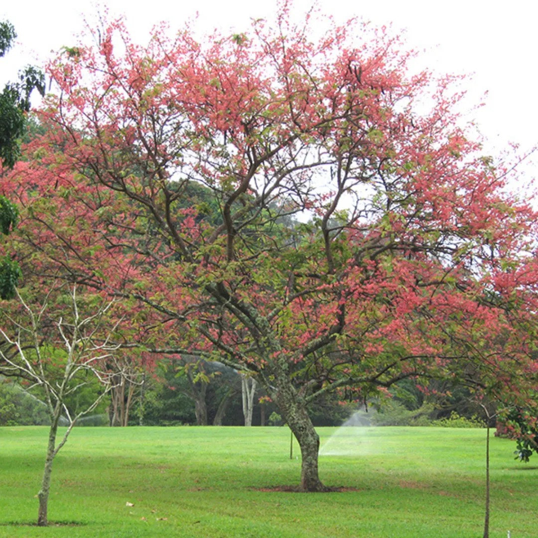 Cassia Grandis, Pink Shower Tree – Plant