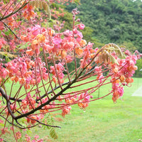 Cassia Grandis, Pink Shower Tree – Plant