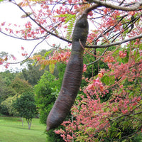 Cassia Grandis, Pink Shower Tree – Plant