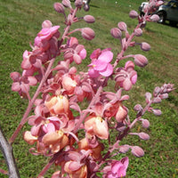 Cassia Grandis, Pink Shower Tree – Plant